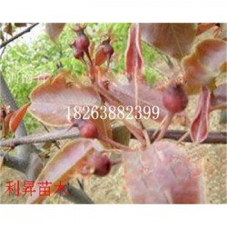 红宝石梨树种苗图片批发价格梨树怎么种植产