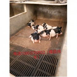藏香猪养殖场湖北钟祥市周边哪里有巴马香猪