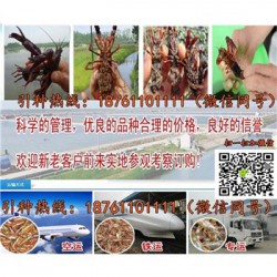 黄骅青红龙虾种苗批发优质龙虾种苗供应