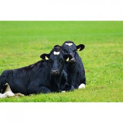 母牛增强体质专用饲料预混料