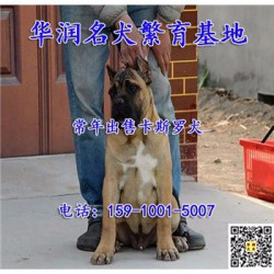 江苏南京三个月卡斯罗犬哪里有卖的