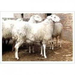 新疆阿克苏波尔山羊哪里有卖的