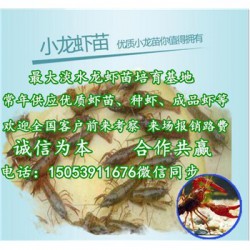 柏乡县龙虾苗多少钱一斤—龙虾繁育基地